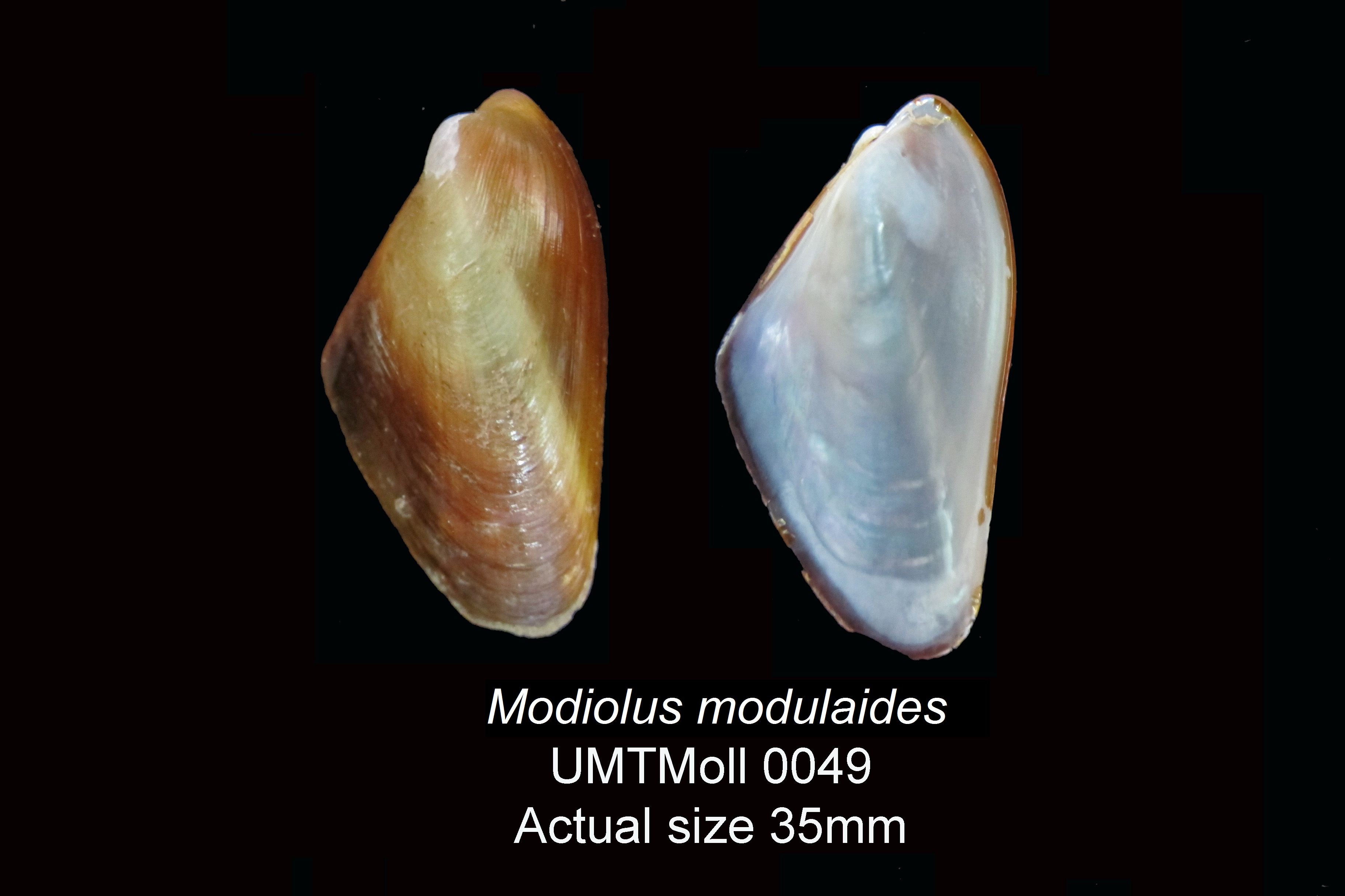 Specimen image